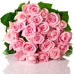 Pink roses