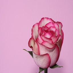 Pink rose