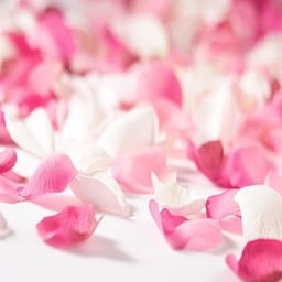 Rose petals